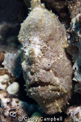 Crusty old frogfish, well camoflaged, taken off the south... by Cindy Campbell 